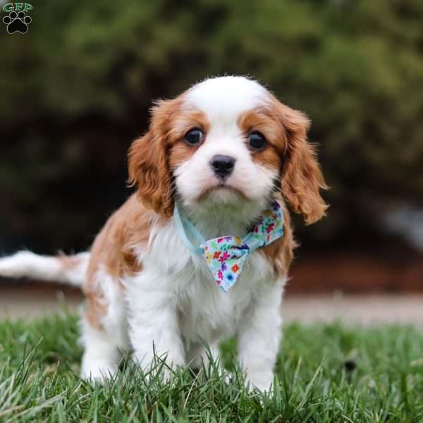 Sammie, Cavalier King Charles Spaniel Puppy